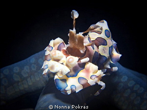 harlequin shrimp,  Canon G11 by Nonna Pokras 